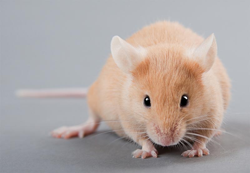 Warm, Comfy Mice Make Better Lab Specimens | Live Science
