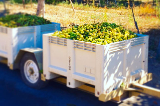 Dutton Vineyards in Sebastopol, Sonoma County, California