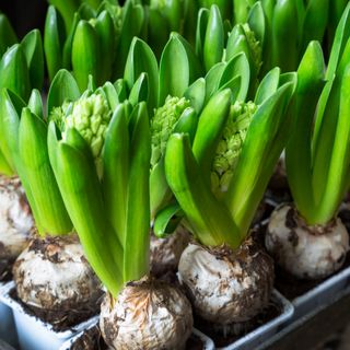 Hyacinth bulbs in small pots with green shoots