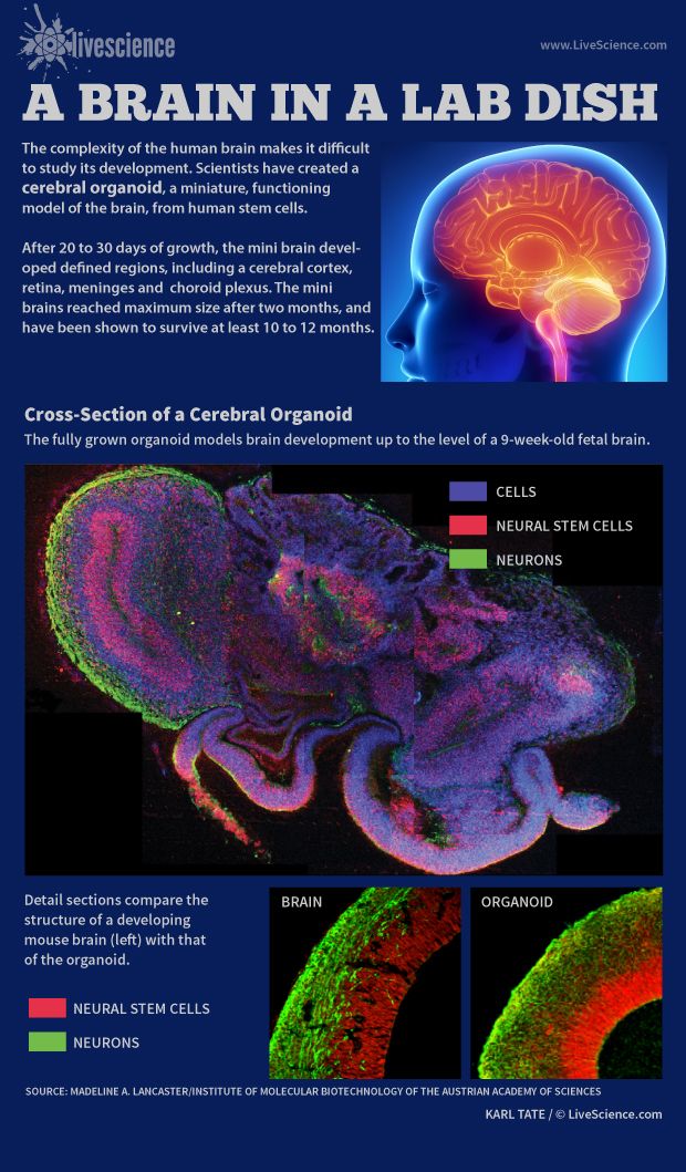 Infographic: a mini brain grown from human stem cells.