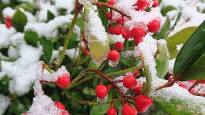 skimmia in winter