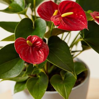 Bloomscape Red Anthurium