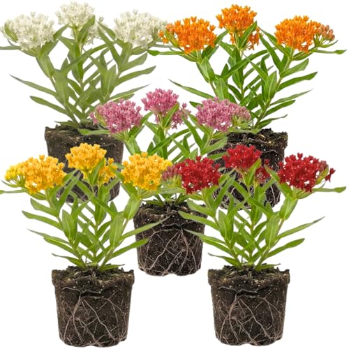 Set 2 Mix Milkweed Plants Live, 5-8" Tall Perennial Butterfly Milkweed Plants, Well Rooted, Asclepias Tuberosa Live Plant