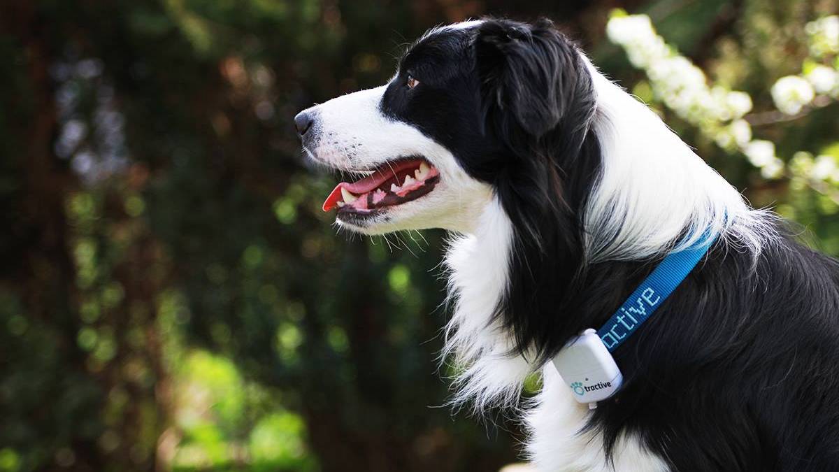 Tractive GPS pet trackers: Get 45% off with Prime Day pet tracker deal