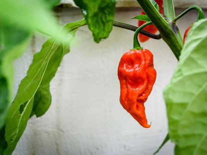 Ghost Pepper Plant