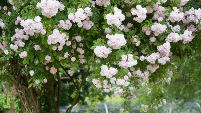 Paul’s Himalayan Musk rambling rose growing up a tree in an English garden
