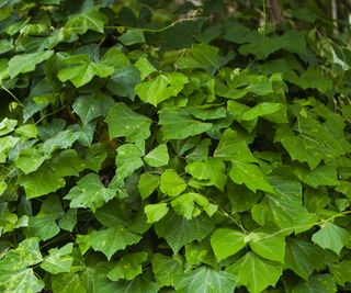 A jicama plant growing with green leaves and vining stems