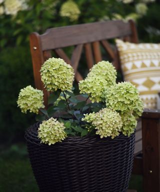 'Little Lime' dwarf hydrangea in rattan container