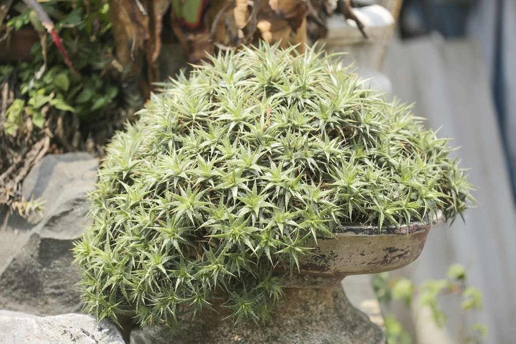 Dyckia Bromeliad Care - Learn About Dyckia Growing Conditions And Care