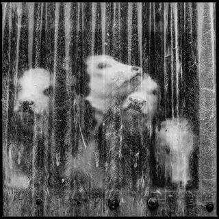 Cows seen through plastic sheet in black and white