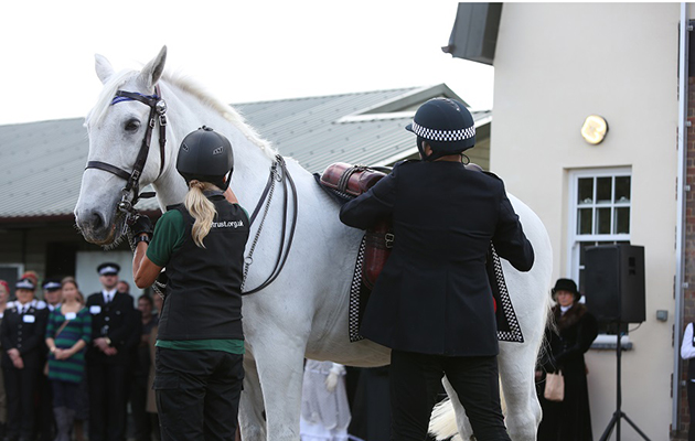 Boris-police-horse-retired.jpeg