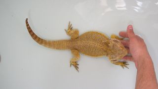 Bearded dragon in water