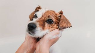 dog in bath