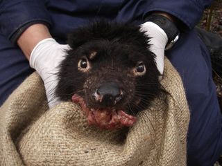Tasmanian devil with facial tumor disease