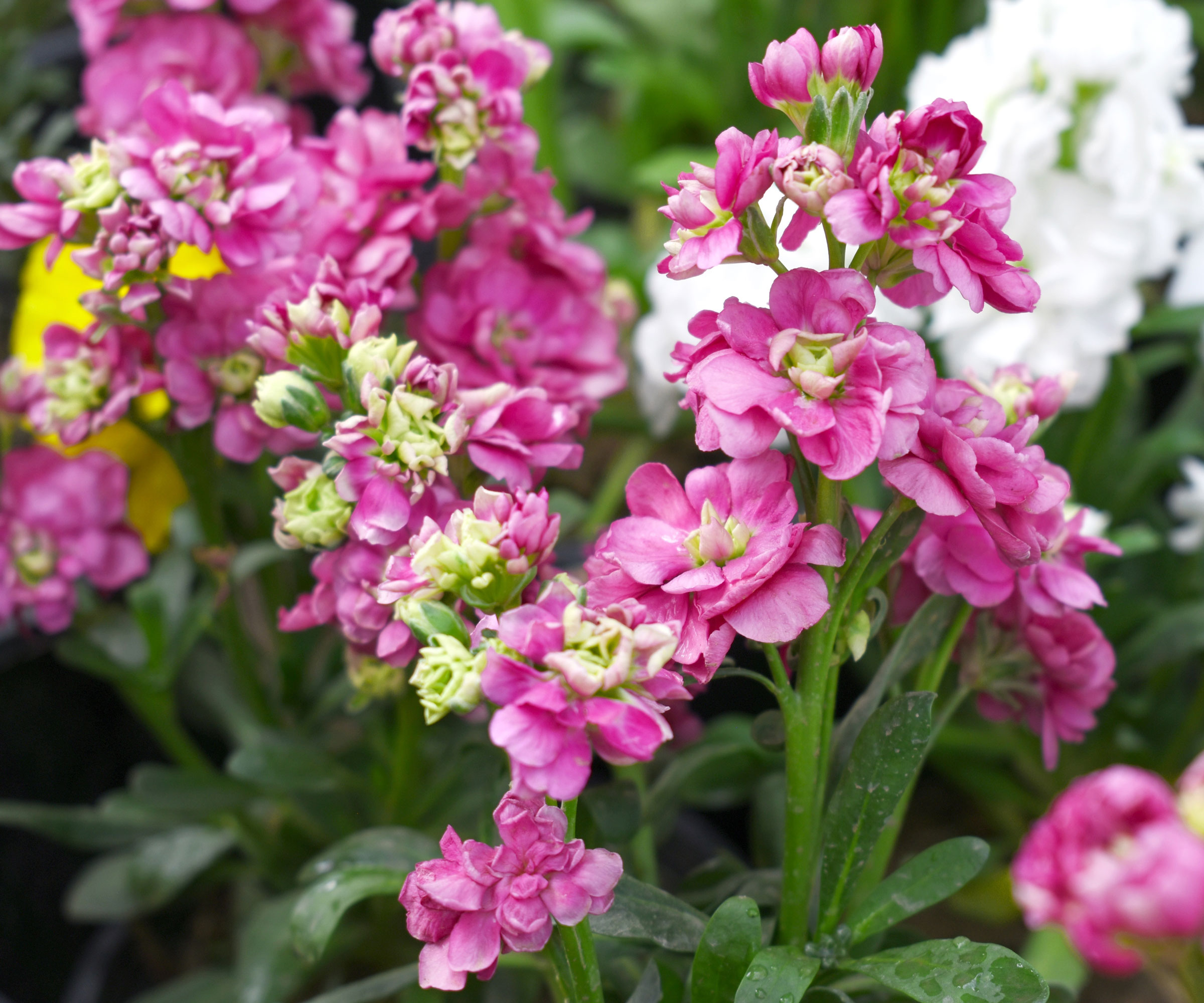 stock plants with pink flowers