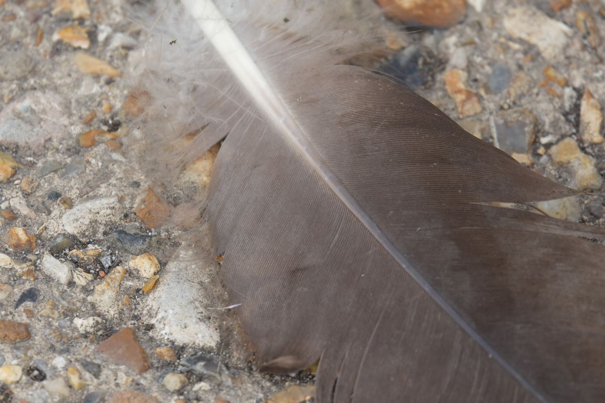 Close-up of a large brown feather lying on rough gravel.