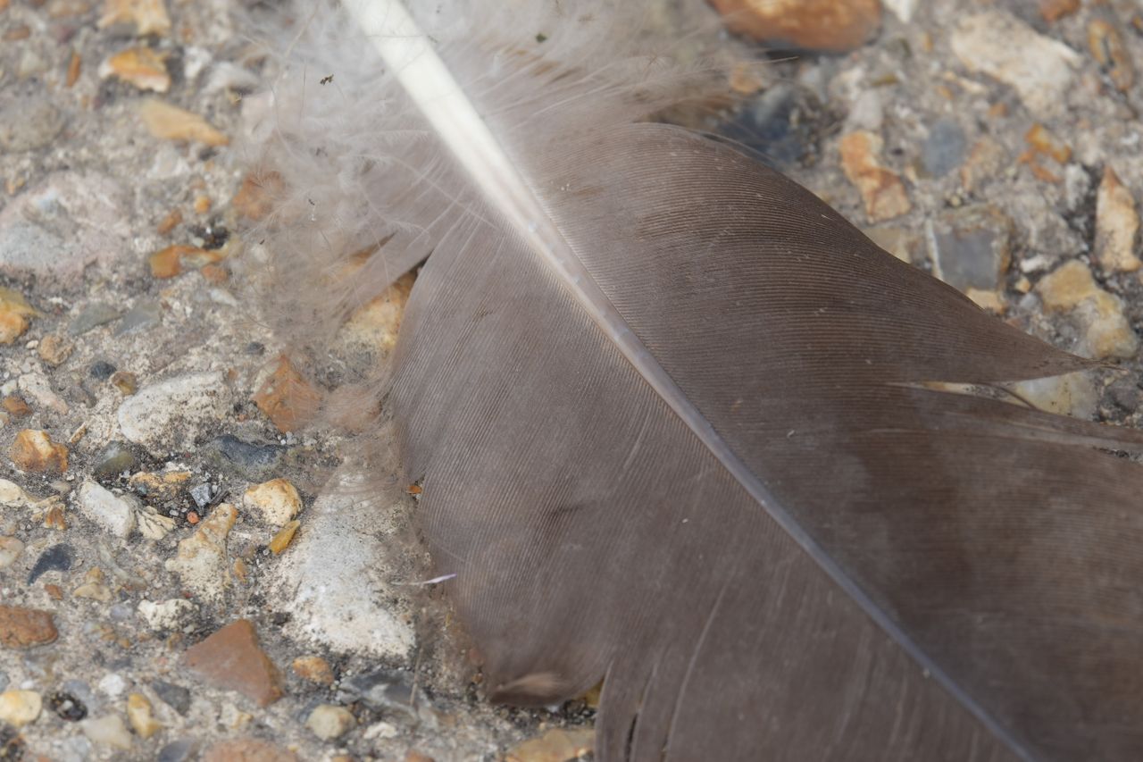 Close-up of a large brown feather lying on rough gravel.
