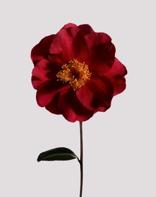 Chanel Beauty N°1 de Chanel red camellia flower