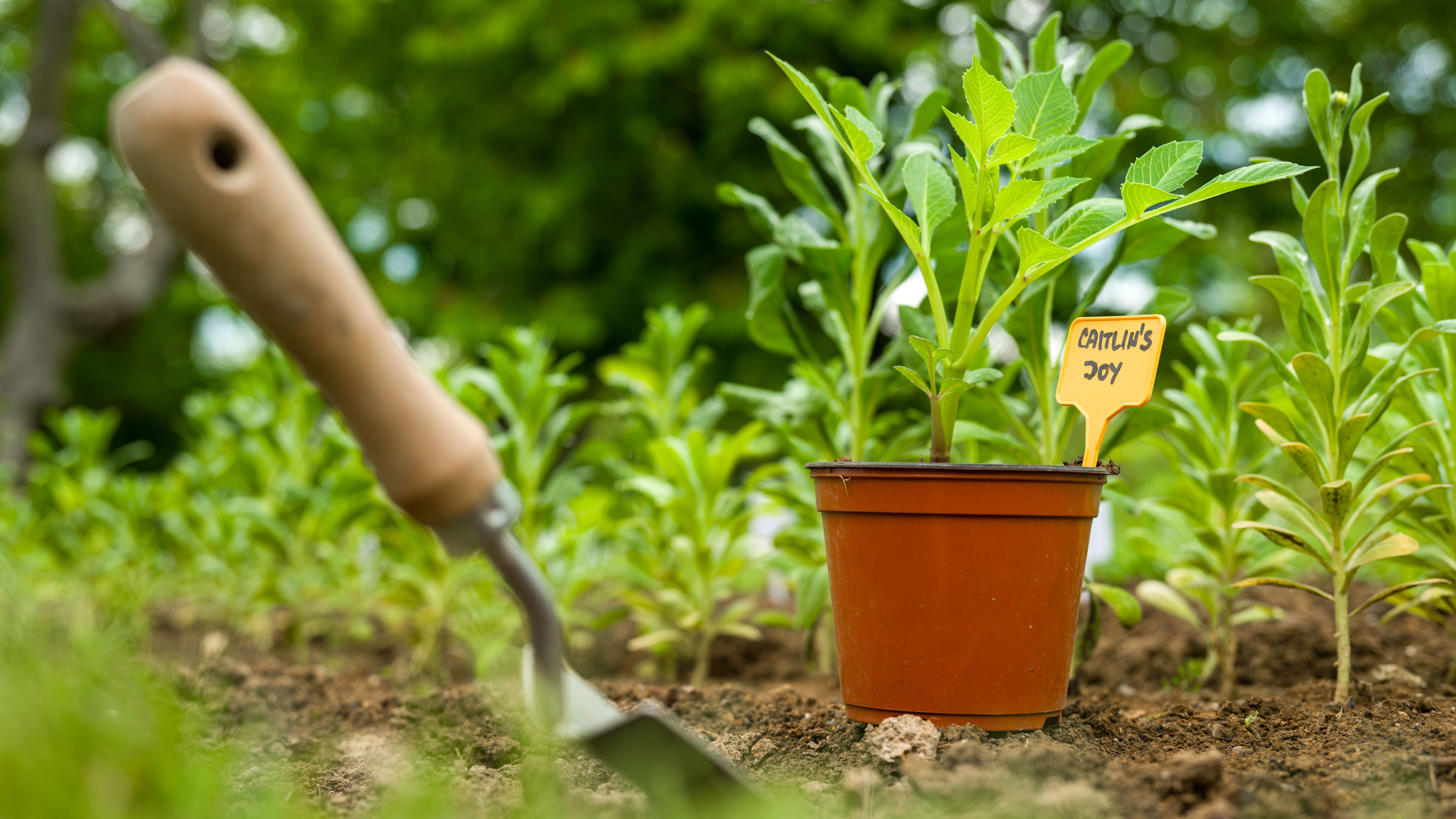 transplanting dahlias from pots to the ground