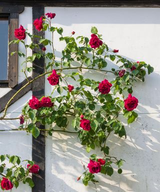 Rosa Etoile de Hollande is a fragrant vigorous climbing rose with a strong fruity scent