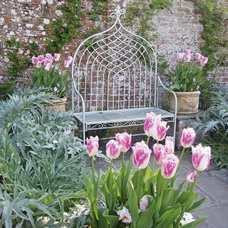 tulips at pashley manor