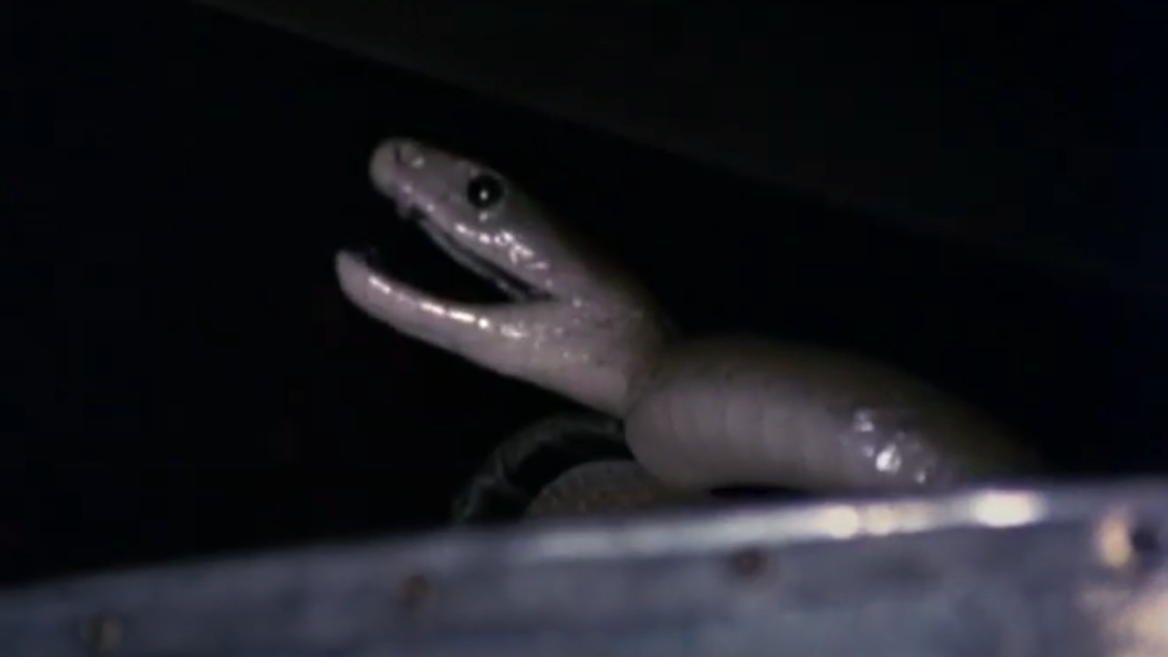 The Black Mamba from Venom