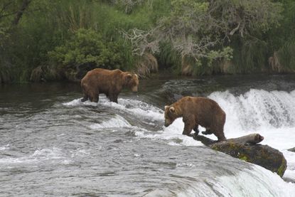 Brown bears in Alaska.