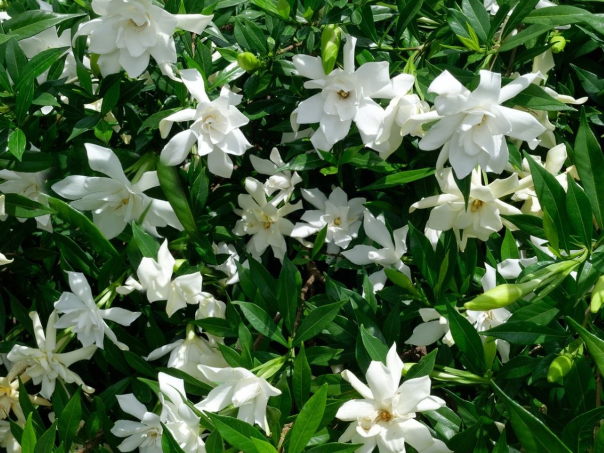 クチナシの花芽の問題: クチナシの茶色い斑点を治療する