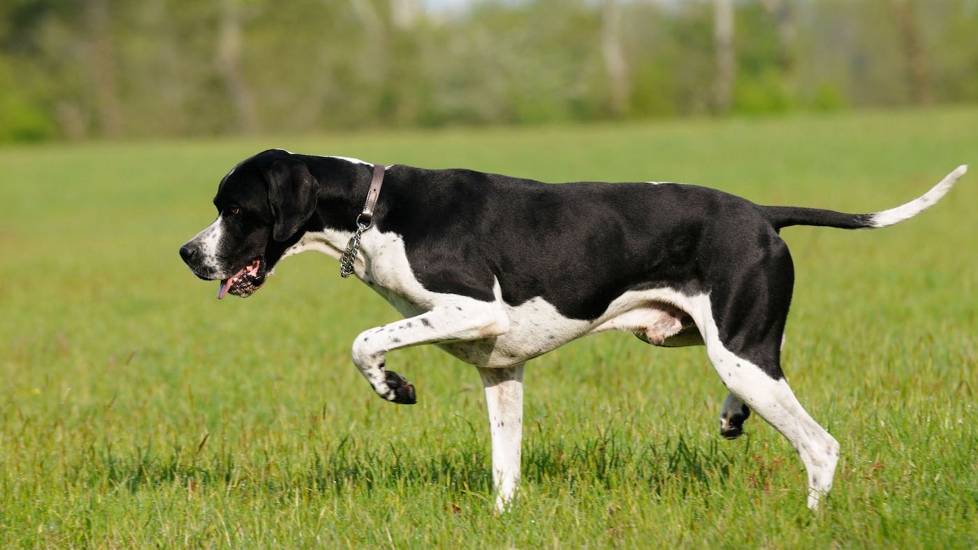 Black and white English pointer pointing