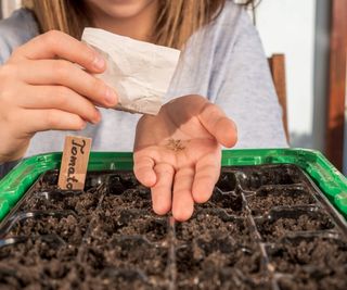 Sowing tomato seeds indoors in trays