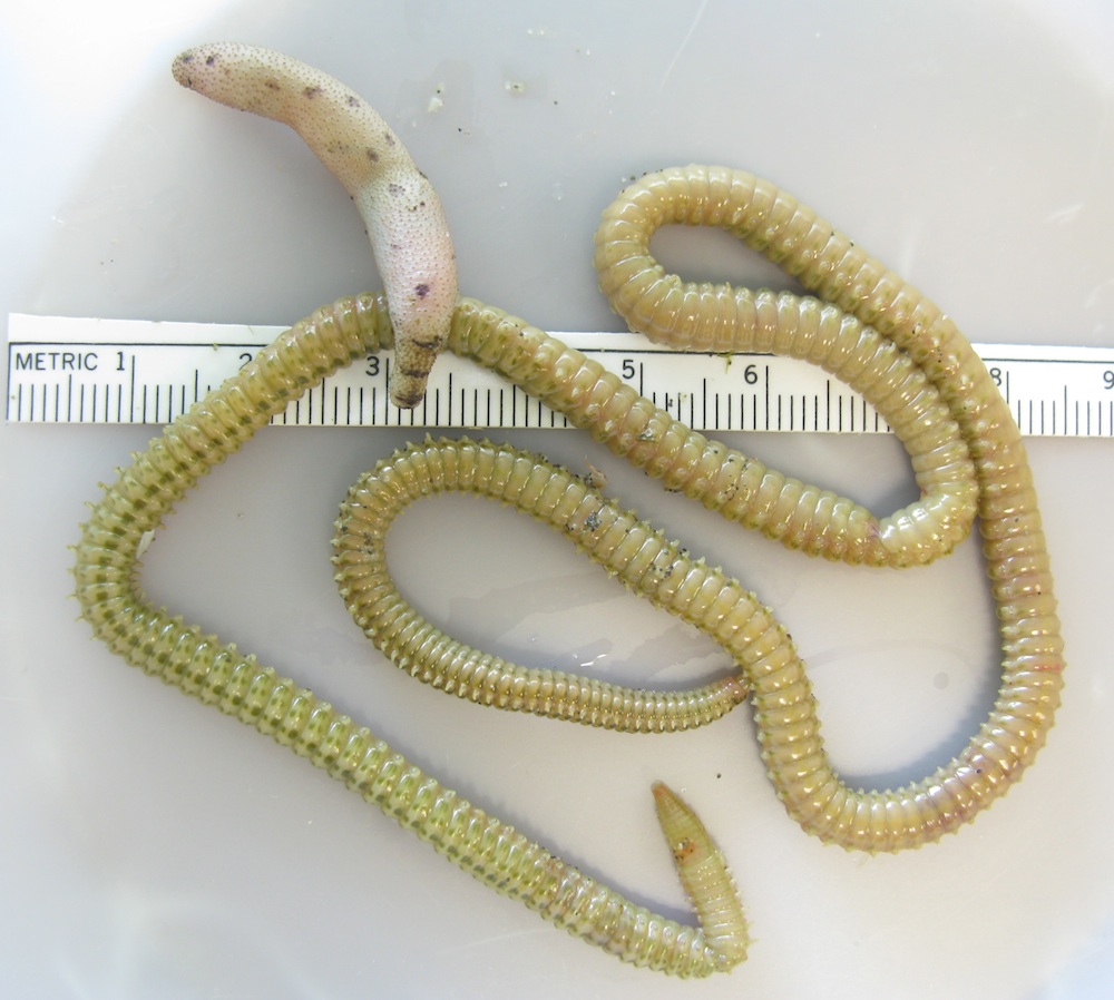 Organisms from the Japan tsunami boat
