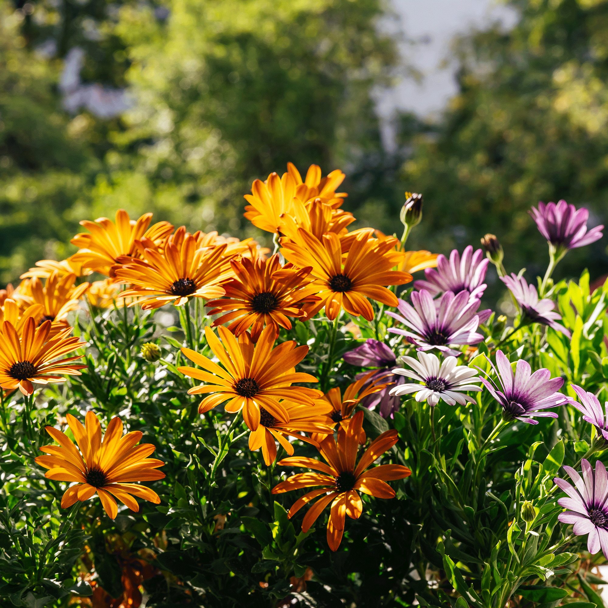 Osteospermum in a garden with orange and purple flowers