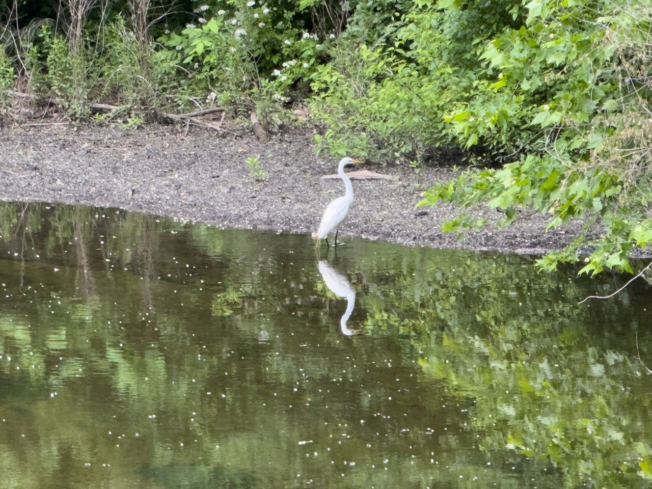 A heron photographed with an iPhone 16 Pro Max