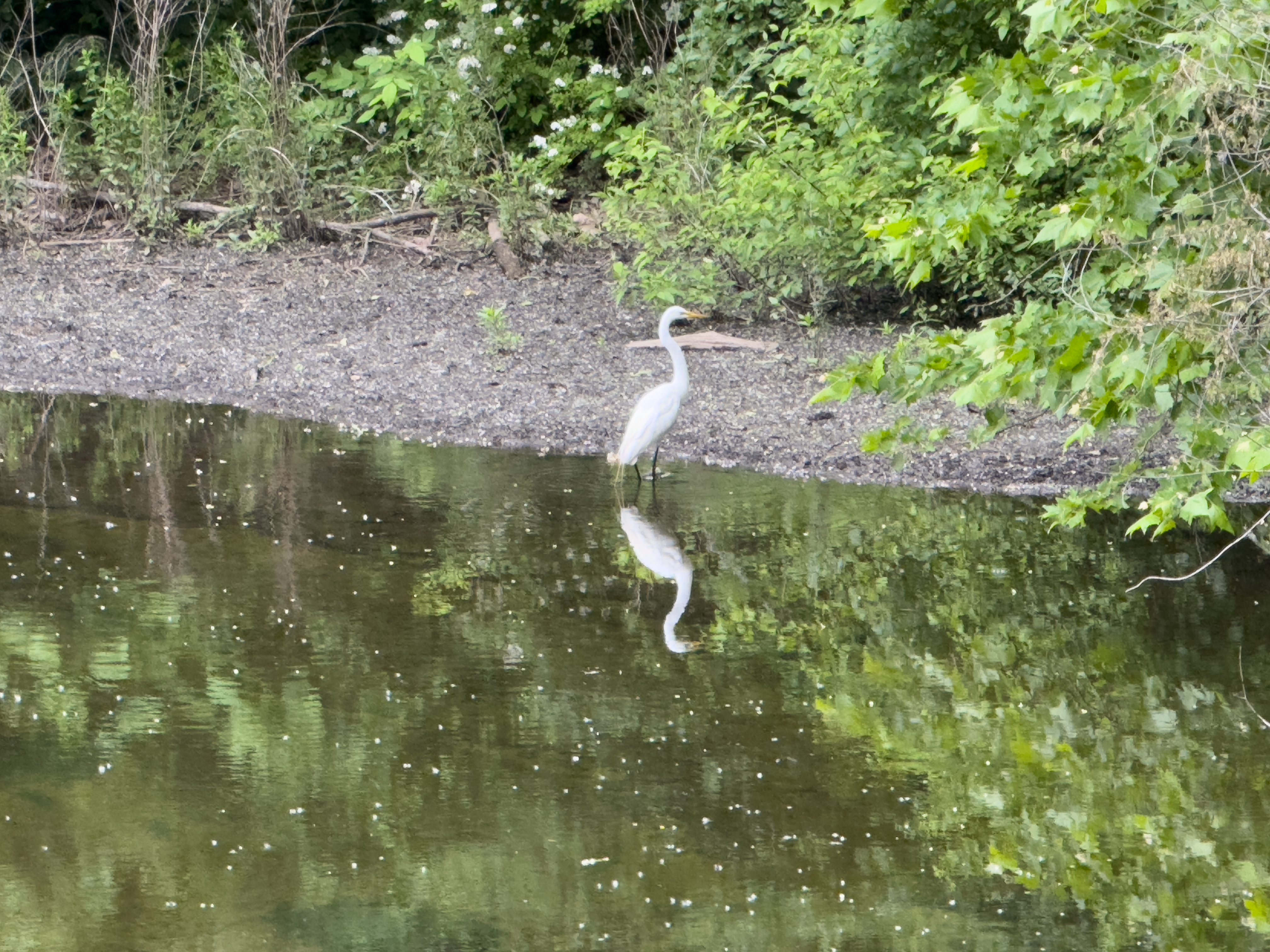 A heron photographed with an iPhone 16 Pro Max