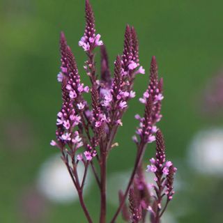 Verbena