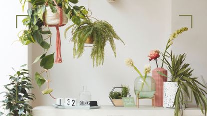 white room with houseplants on a white table and plants hanging in plant holders to suppport our guide to winter houseplant care