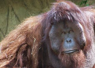 Doc the orangutan was euthanized after a battle with heart disease. he lived at the Houston Zoo. 