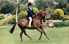 CharlottePony.jpeg
