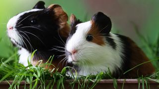 Two sweet guinea pigs