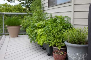 kitchen garden ideas: growing lettuces in containers on decking