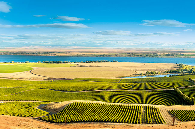 Washington state wineries, Chateau Ste Michelle