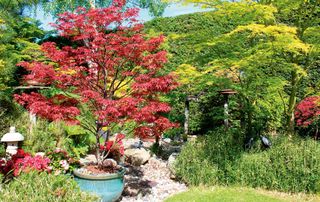 Japanese acer tree with vibrant red leaves growing in a pot in a garden that's surrounded by hedges