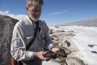 University of Colorado, Boulder professor Gifford Miller holds a sample of ancient moss on Baffin Island.