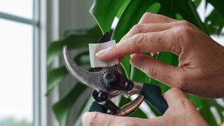 woman wiping secateurs