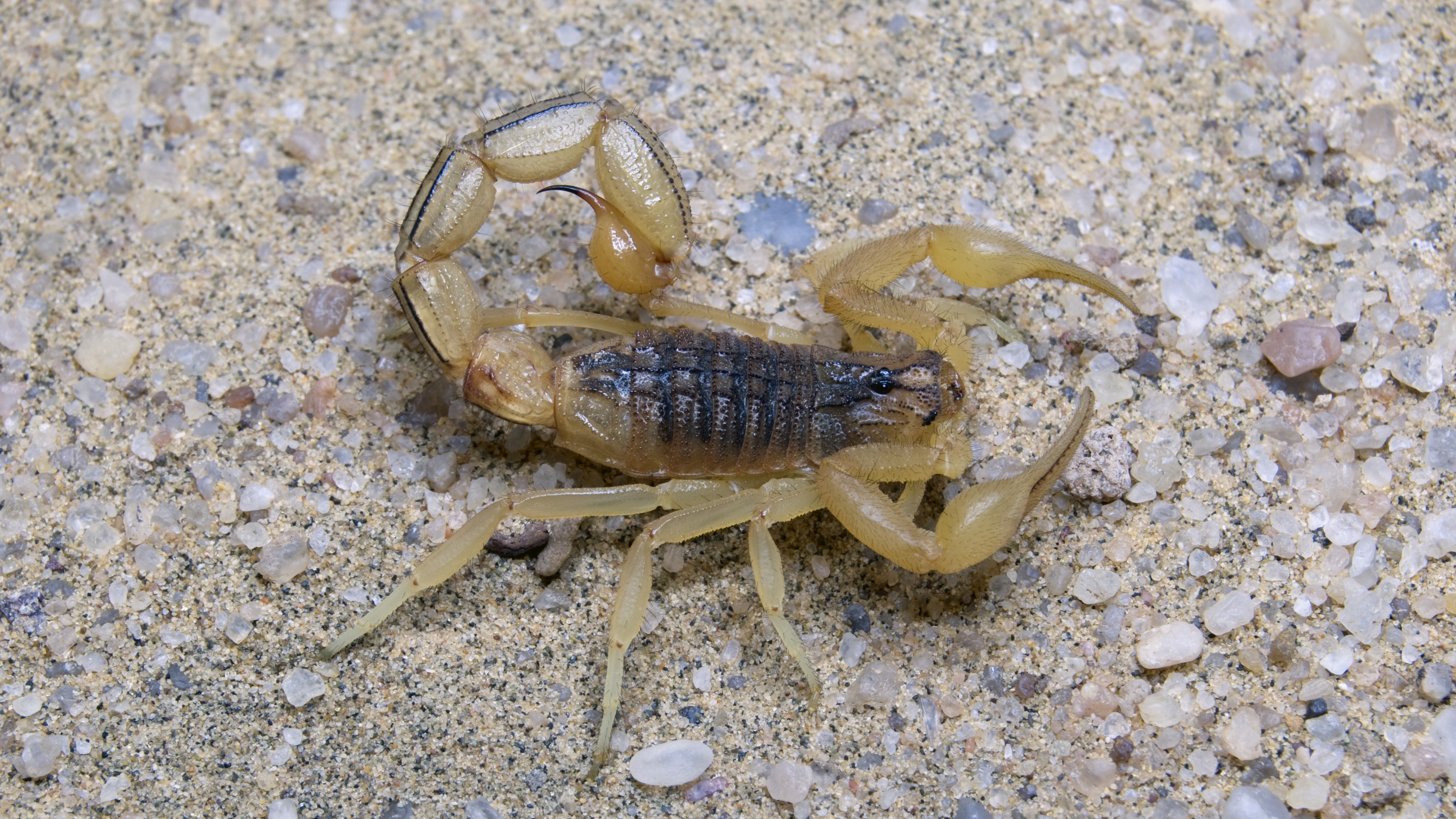 indian red scorpion standing on sand