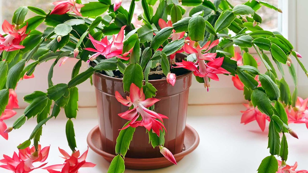 potted Christmas cactus with pink flowers on windowsill