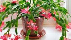 potted Christmas cactus with pink flowers on windowsill
