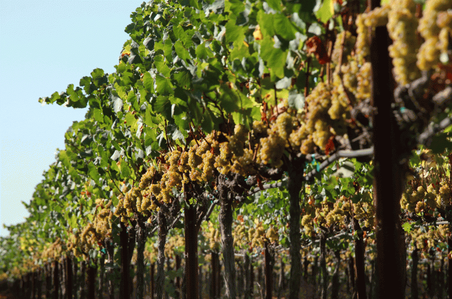 California Chardonnay