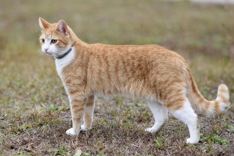 A pet cat standing in a yard.