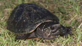 Striped mud turtles (Kinosternon baurii) are found throughout Florida.